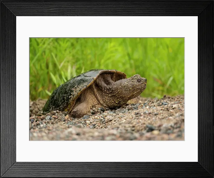 Framed Print : Snapping turtle(Chelydra serpentine) Female laying eggs in roadside gravel, Greater Sudbury, Ontario, Canada Framed Print : Snapping turtle(Chelydra serpentine) Female laying eggs in roadside gravel, Greater Sudbury, Ontario, Canada