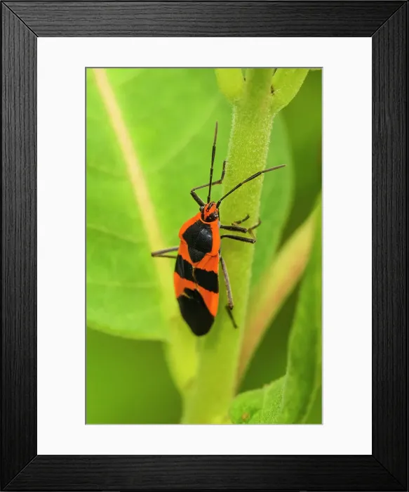 Framed Print : Large milkweed bug (Oncopeltus fasciatus), Greater Sudbury, Ontario, Canada Framed Print : Large milkweed bug (Oncopeltus fasciatus), Greater Sudbury, Ontario, Canada