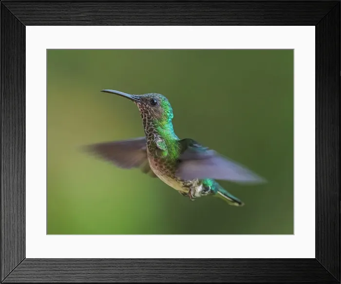 Framed Print : White-necked Jacobin (Florisuga mellivora) female, Turrialba, Cartago, Costa Rica