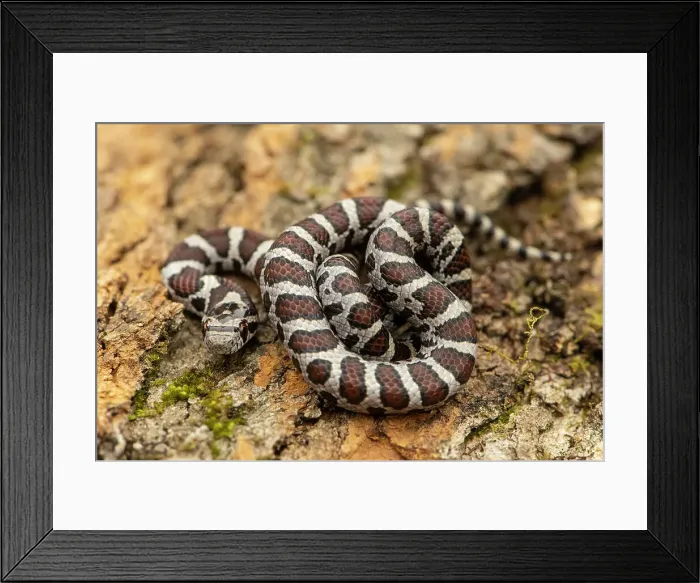 Framed Print : Milksnake (Lampropeltis triangulum), Greater Sudbury, Ontario, Canada Framed Print : Milksnake (Lampropeltis triangulum), Greater Sudbury, Ontario, Canada