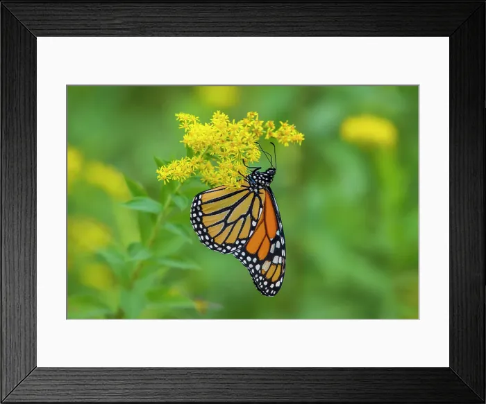 Framed Print : Monarch butterfly (Danaus plexippus), Greater Sudbury, Ontario, Canada Framed Print : Monarch butterfly (Danaus plexippus), Greater Sudbury, Ontario, Canada