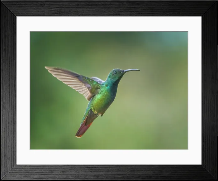 Framed Print : Green-breasted Mango (Anthracothorax prevostii) male, Turrialba, Cartago, Costa Rica Framed Print : Green-breasted Mango (Anthracothorax prevostii) male, Turrialba, Cartago, Costa Rica