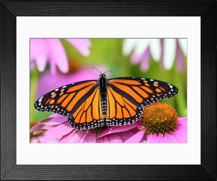 Framed Print : Monarch butterfly (Danuas plexippus) nectaring a garden coneflower, Greater Sudbury, Ontario, Canada