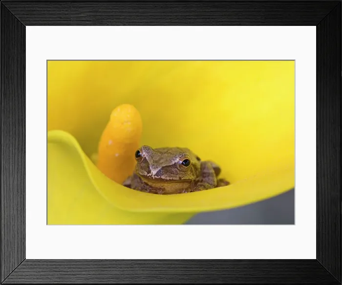 Framed Print : Spring peeper (Hyla crucifer) posing in Calla Lily flower, Lively, Ontario, Canada Framed Print : Spring peeper (Hyla crucifer) posing in Calla Lily flower, Lively, Ontario, Canada
