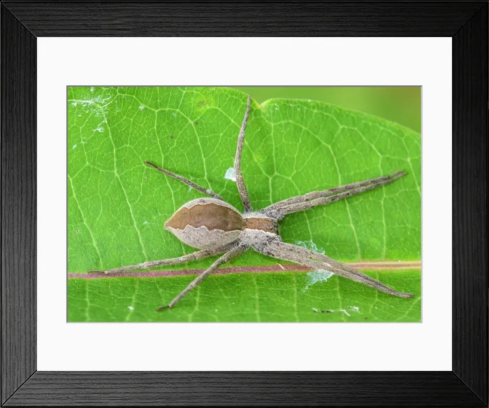 Framed Print : Nursery Web Spider (Pisaurina mira), Greater Sudbury, Ontario, Canada