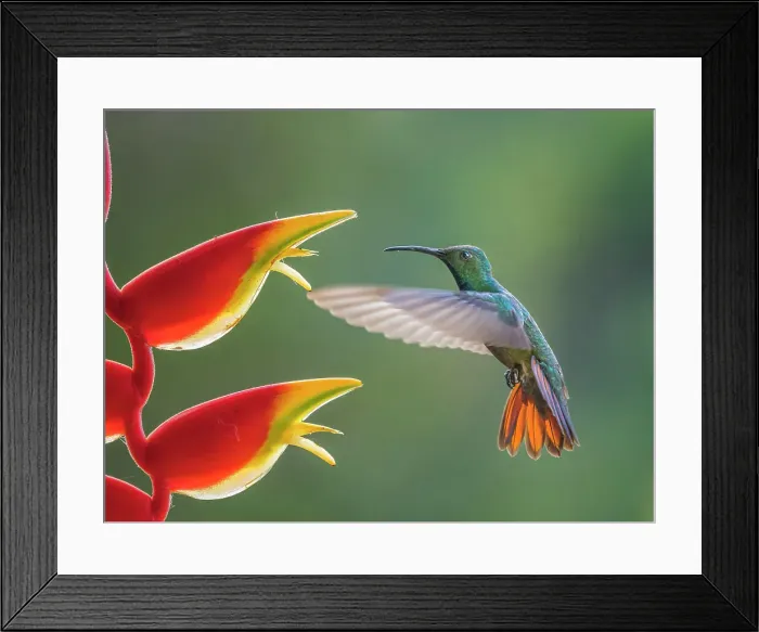 Framed Print : Green-breasted Mango (Anthracothorax prevostii) male, Turrialba, Cartago, Costa Rica Framed Print : Green-breasted Mango (Anthracothorax prevostii) male, Turrialba, Cartago, Costa Rica