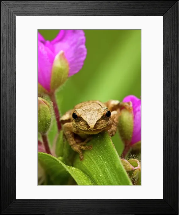 Framed Print : Spring peeper (Hyla crucifer) sitting on garden Spiderwort flower, Lively, Ontario, Canada