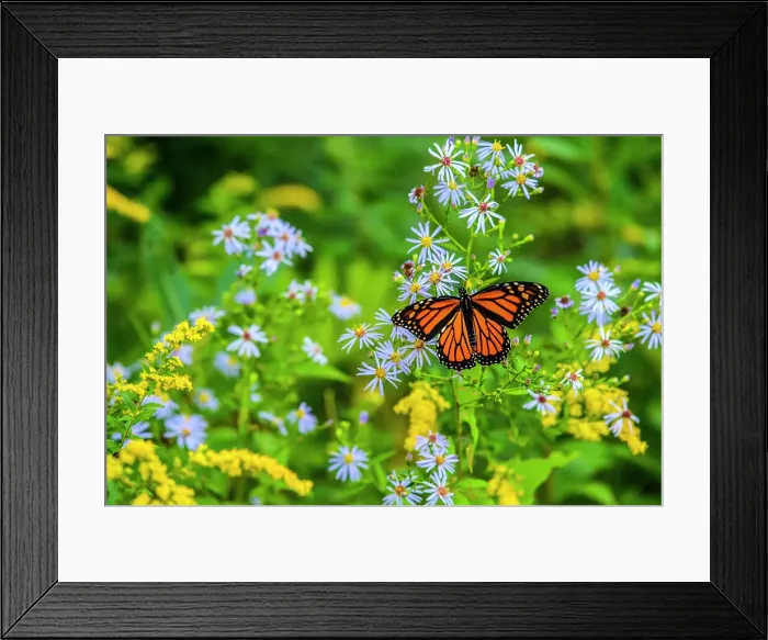 Framed Print : Monarch (Danaus plexippus) nectaring late summer wildflowers, Greater Sudbury, Ontario, Canada, Greater Sudbury, Ontario, Canada Framed Print : Monarch (Danaus plexippus) nectaring late summer wildflowers, Greater Sudbury, Ontario, Canada, Greater Sudbury, Ontario, Canada
