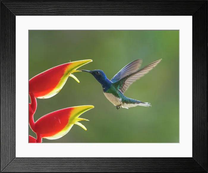 Framed Print : White-necked Jacobin (Florisuga mellivora) male, Turrialba, Cartago, Costa Rica Framed Print : White-necked Jacobin (Florisuga mellivora) male, Turrialba, Cartago, Costa Rica