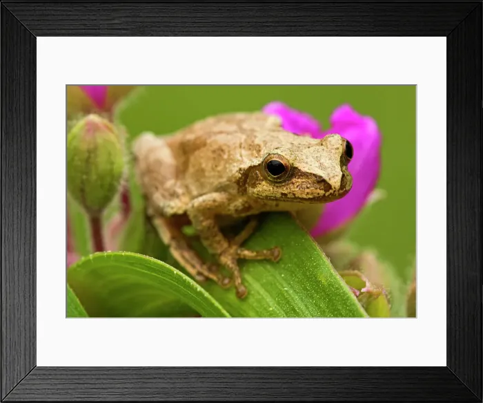 Framed Print : Spring peeper (Hyla crucifer) sitting on garden Spiderwort flower, Lively, Ontario, Canada Framed Print : Spring peeper (Hyla crucifer) sitting on garden Spiderwort flower, Lively, Ontario, Canada