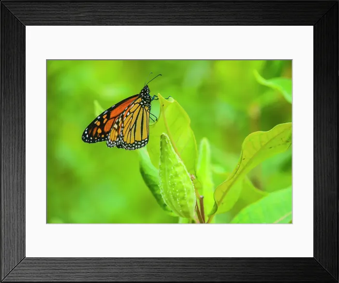Framed Print : Monarch butterfly (Danaus plexippus), Greater Sudbury, Ontario, Canada, Greater Sudbury, Ontario, Canada Framed Print : Monarch butterfly (Danaus plexippus), Greater Sudbury, Ontario, Canada, Greater Sudbury, Ontario, Canada