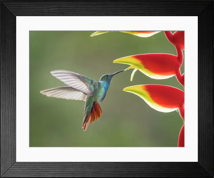 Framed Print : Green-breasted Mango (Anthracothorax prevostii) male, Turrialba, Cartago, Costa Rica
