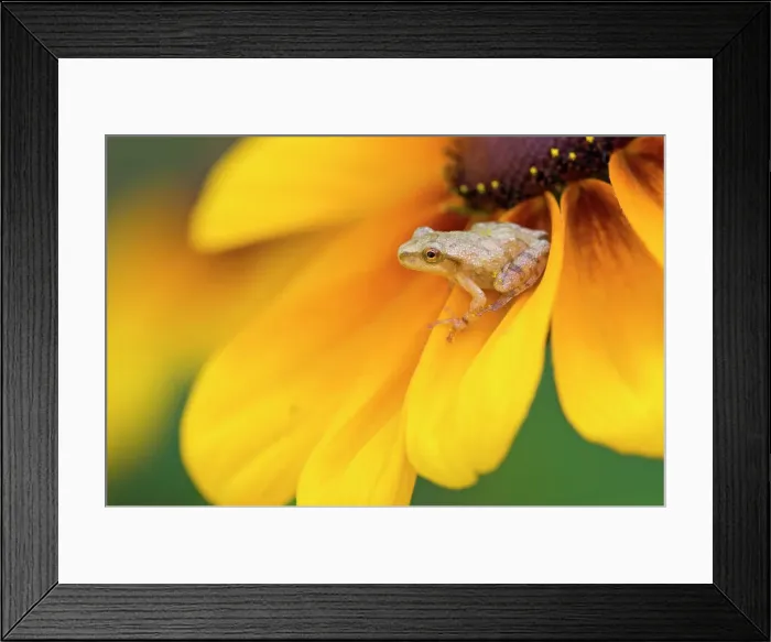 Framed Print : Spring peeper (Hyla crucifer) perched on black-eyed susan in flower garden, Lively, Ontario, Canada Framed Print : Spring peeper (Hyla crucifer) perched on black-eyed susan in flower garden, Lively, Ontario, Canada