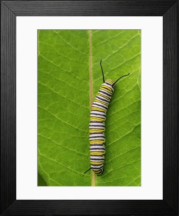 Framed Print : Monarch (Danaus plexippus) Late instar caterpillars feeding on common milkweed, Greater Sudbury, Ontario, Canada Framed Print : Monarch (Danaus plexippus) Late instar caterpillars feeding on common milkweed, Greater Sudbury, Ontario, Canada