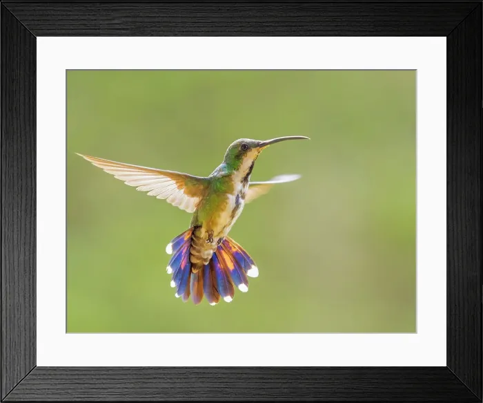 Framed Print : Green-breasted Mango (Anthracothorax prevostii) female, Turrialba, Cartago, Costa Rica Framed Print : Green-breasted Mango (Anthracothorax prevostii) female, Turrialba, Cartago, Costa Rica