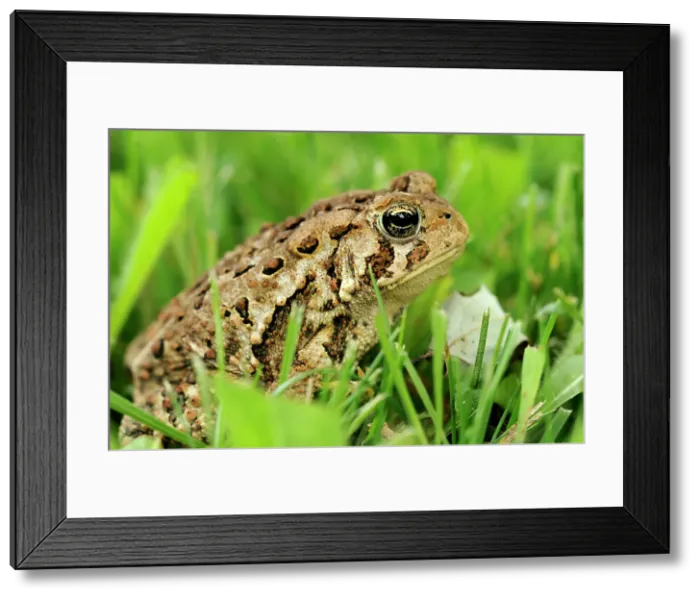 Framed Print : American toad (Bufo americanus) in lawn, Greater Sudbury, Ontario, Canada