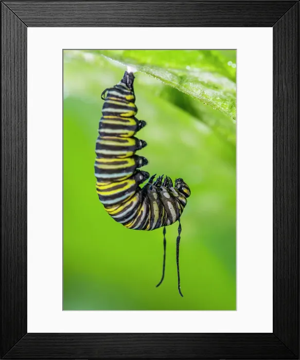 Framed Print : Monarch (Danaus plexippus) Caterpillar converting to chrysallis stage, Greater Sudbury, Ontario, Canada Framed Print : Monarch (Danaus plexippus) Caterpillar converting to chrysallis stage, Greater Sudbury, Ontario, Canada