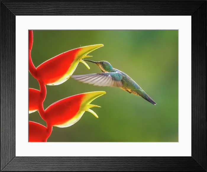 Framed Print : Green-breasted Mango (Anthracothorax prevostii) male, Turrialba, Cartago, Costa Rica Framed Print : Green-breasted Mango (Anthracothorax prevostii) male, Turrialba, Cartago, Costa Rica