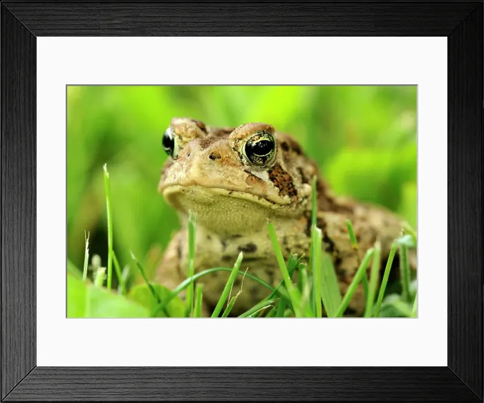 Framed Print : American toad (Bufo americanus) in lawn, Greater Sudbury, Ontario, Canada