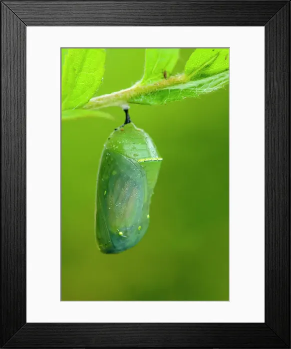 Framed Print : Monarch (Danaus plexippus) Chrysallis with developing adult butterfly. Greater Sudbury, Ontario, Canada Framed Print : Monarch (Danaus plexippus) Chrysallis with developing adult butterfly. Greater Sudbury, Ontario, Canada