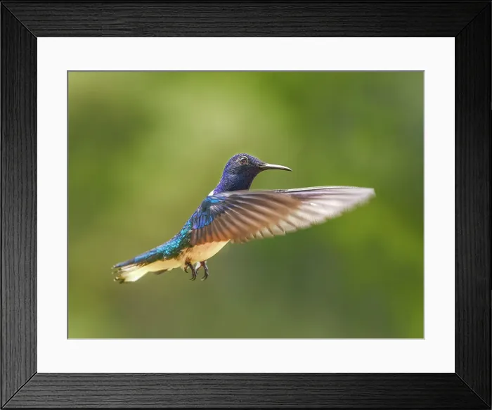 Framed Print : White-necked Jacobin (Florisuga mellivora) male, Turrialba, Cartago, Costa Rica Framed Print : White-necked Jacobin (Florisuga mellivora) male, Turrialba, Cartago, Costa Rica