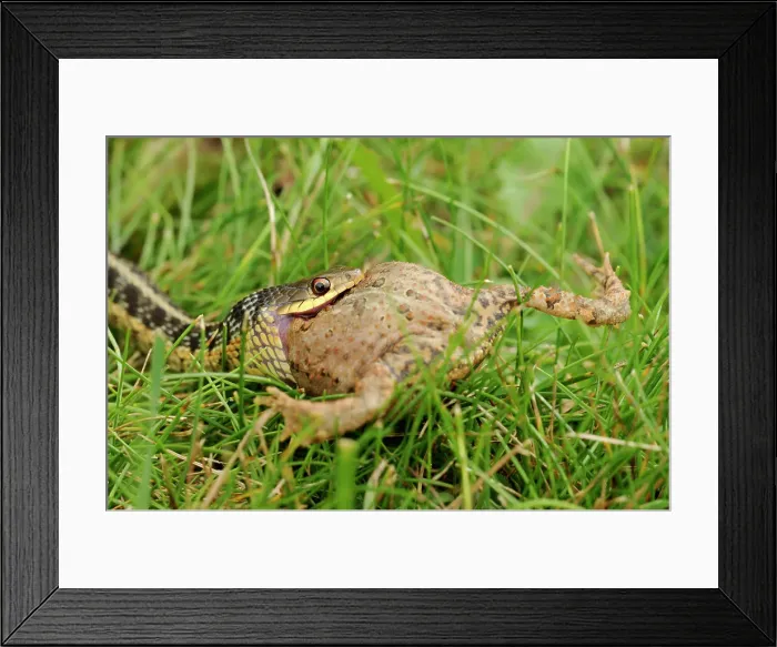 Framed Print : Common garter snake (Thamnophis sirtalis) swallowing toad on lawn, Greater Sudbury, Ontario, Canada