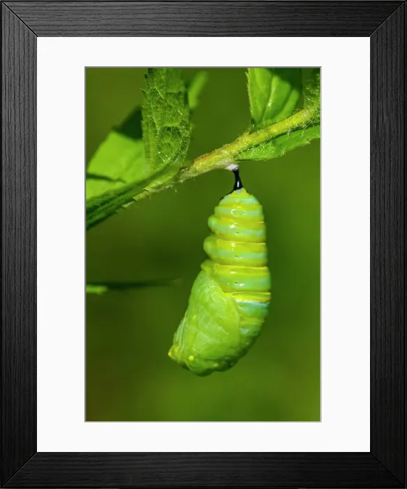 Framed Print : Monarch (Danaus plexippus) Caterpillar converting to pupa stage. Greater Sudbury, Ontario, Canada Framed Print : Monarch (Danaus plexippus) Caterpillar converting to pupa stage. Greater Sudbury, Ontario, Canada