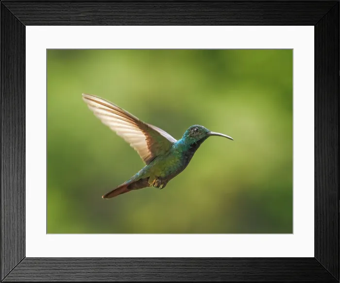 Framed Print : Green-breasted Mango (Anthracothorax prevostii) male, Turrialba, Cartago, Costa Rica Framed Print : Green-breasted Mango (Anthracothorax prevostii) male, Turrialba, Cartago, Costa Rica