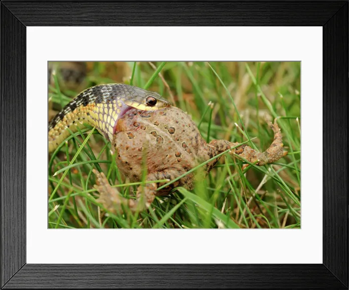 Framed Print : Common garter snake (Thamnophis sirtalis) swallowing toad on lawn, Greater Sudbury, Ontario, Canada