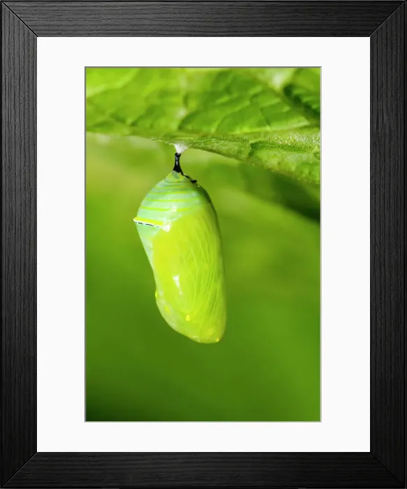 Framed Print : Monarch (Danaus plexippus) Caterpillar converting to chrysallis stage, Greater Sudbury, Ontario, Canada Framed Print : Monarch (Danaus plexippus) Caterpillar converting to chrysallis stage, Greater Sudbury, Ontario, Canada