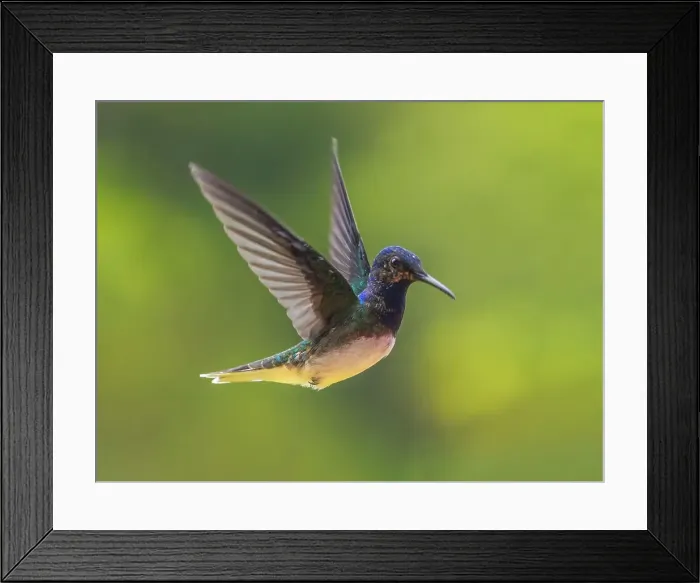 Framed Print : White-necked Jacobin (Florisuga mellivora) male, Turrialba, Cartago, Costa Rica Framed Print : White-necked Jacobin (Florisuga mellivora) male, Turrialba, Cartago, Costa Rica