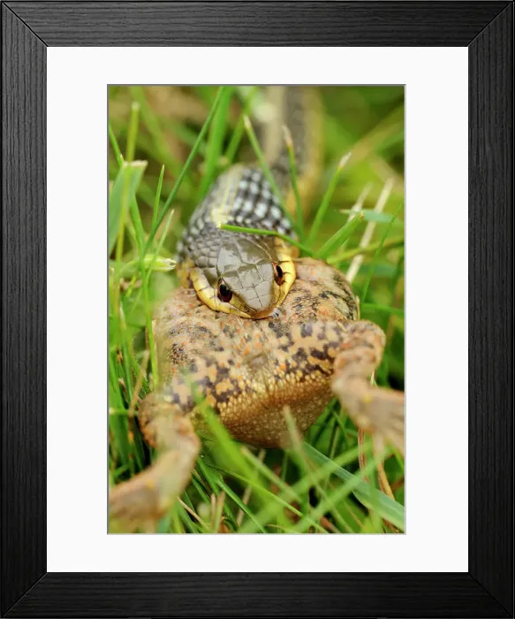 Framed Print : Common garter snake (Thamnophis sirtalis) swallowing toad on lawn, Greater Sudbury, Ontario, Canada