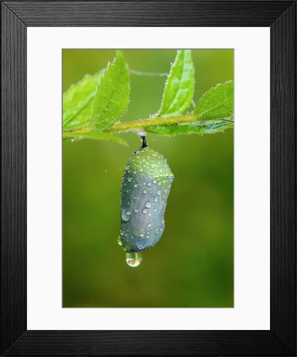 Framed Print : Monarch (Danaus plexippus) Chrysallis with developing adult butterfly. Greater Sudbury, Ontario, Canada Framed Print : Monarch (Danaus plexippus) Chrysallis with developing adult butterfly. Greater Sudbury, Ontario, Canada