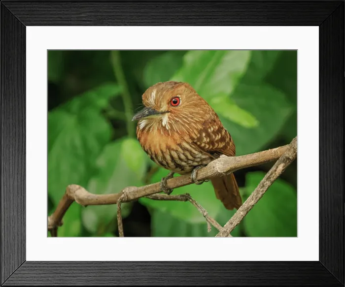 Framed Print : White-whiskered Puffbird (Malacoptila panamensis), Orotino, Alajuela, Costa Rica Framed Print : White-whiskered Puffbird (Malacoptila panamensis), Orotino, Alajuela, Costa Rica