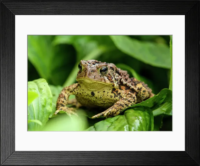 Framed Print : American Toad - Bufo americanus. Large specimen inhabiting an outdoor garden, Greater Sudbury, Ontario, Canada Framed Print : American Toad - Bufo americanus. Large specimen inhabiting an outdoor garden, Greater Sudbury, Ontario, Canada