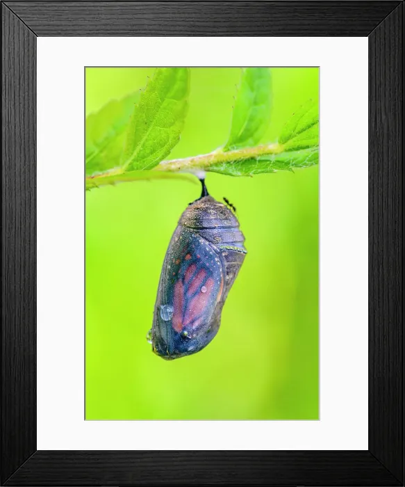 Framed Print : Monarch (Danaus plexippus) Mature chrysallis, Greater Sudbury, Ontario, Canada Framed Print : Monarch (Danaus plexippus) Mature chrysallis, Greater Sudbury, Ontario, Canada
