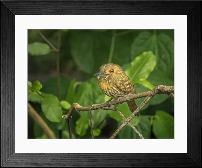 Framed Print : White-whiskered Puffbird (Malacoptila panamensis), Orotino, Alajuela, Costa Rica Framed Print : White-whiskered Puffbird (Malacoptila panamensis), Orotino, Alajuela, Costa Rica