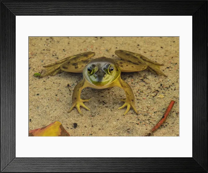 Framed Print : American bullfrog (Lithobates catesbeianus or Rana catesbeiana), Algonquin Provincial Park, Ontario, Canada Framed Print : American bullfrog (Lithobates catesbeianus or Rana catesbeiana), Algonquin Provincial Park, Ontario, Canada