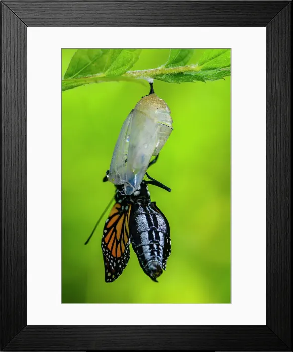 Framed Print : Monarch (Danaus plexippus) Newly emerged from chrysallis. Inflating and drying wings. Greater Sudbury, Ontario, Canada Framed Print : Monarch (Danaus plexippus) Newly emerged from chrysallis. Inflating and drying wings. Greater Sudbury, Ontario, Canada