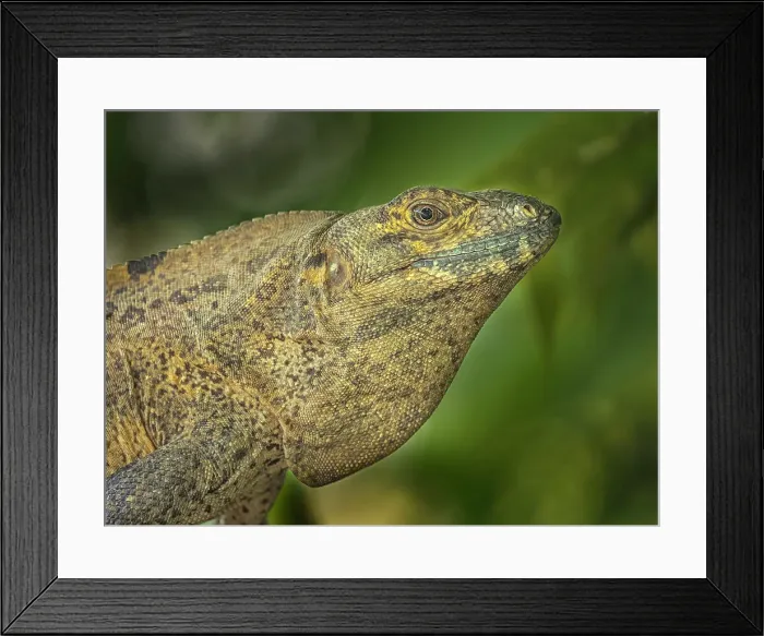 Framed Print : Black Spiny-tailed Iguana (Ctenosaura similis), Orotino, Alajuela, Costa Rica Framed Print : Black Spiny-tailed Iguana (Ctenosaura similis), Orotino, Alajuela, Costa Rica