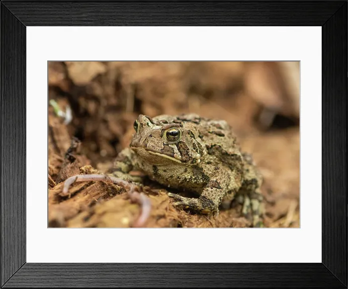 Framed Print : American toad (Bufo americanus), Greater Sudbury, Ontario, Canada Framed Print : American toad (Bufo americanus), Greater Sudbury, Ontario, Canada