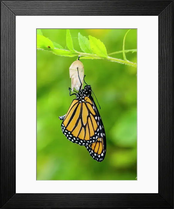 Framed Print : Monarch (Danaus plexippus) Newly emerged from chrysallis. Inflating and drying wings. Greater Sudbury, Ontario, Canada Framed Print : Monarch (Danaus plexippus) Newly emerged from chrysallis. Inflating and drying wings. Greater Sudbury, Ontario, Canada