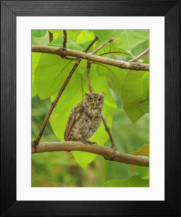 Framed Print : Pacific Screech Owl (Megascops cooperi), Orotino, Alajuela, Costa Rica