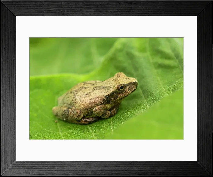 Framed Print : Spring peeper (Pseudacris crucifer formerly Hyla crucifer) resting on a milkweed leaf, Greater Sudbury, Ontario, Canada Framed Print : Spring peeper (Pseudacris crucifer formerly Hyla crucifer) resting on a milkweed leaf, Greater Sudbury, Ontario, Canada