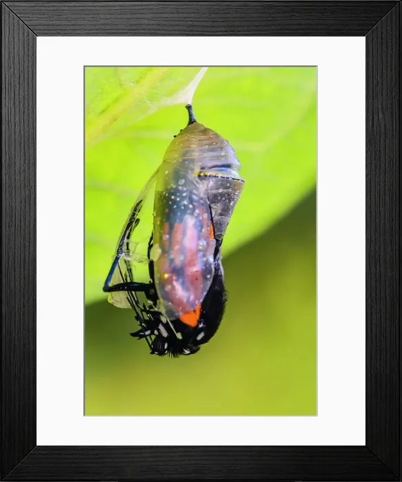 Framed Print : Monarch (Danaus plexippus) Emerging adult from chrysallis, Greater Sudbury, Ontario, Canada Framed Print : Monarch (Danaus plexippus) Emerging adult from chrysallis, Greater Sudbury, Ontario, Canada