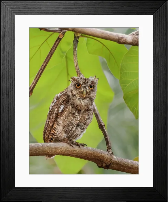 Framed Print : Pacific Screech Owl (Megascops cooperi), Orotino, Alajuela, Costa Rica Framed Print : Pacific Screech Owl (Megascops cooperi), Orotino, Alajuela, Costa Rica