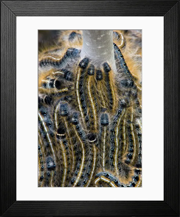 Framed Print : Eastern tent caterpillar, Malacosoma americanum. Larvae massed on woody shrub, Little Current, Ontario, Canada Framed Print : Eastern tent caterpillar, Malacosoma americanum. Larvae massed on woody shrub, Little Current, Ontario, Canada