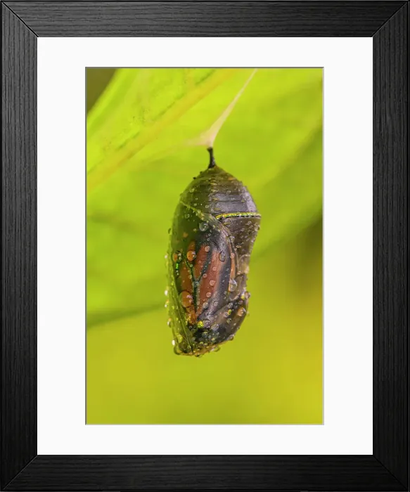 Framed Print : Monarch (Danaus plexippus) Emerging adult from chrysallis, Greater Sudbury, Ontario, Canada Framed Print : Monarch (Danaus plexippus) Emerging adult from chrysallis, Greater Sudbury, Ontario, Canada