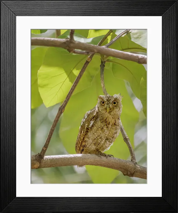 Framed Print : Pacific Screech Owl (Megascops cooperi), Orotino, Alajuela, Costa Rica Framed Print : Pacific Screech Owl (Megascops cooperi), Orotino, Alajuela, Costa Rica