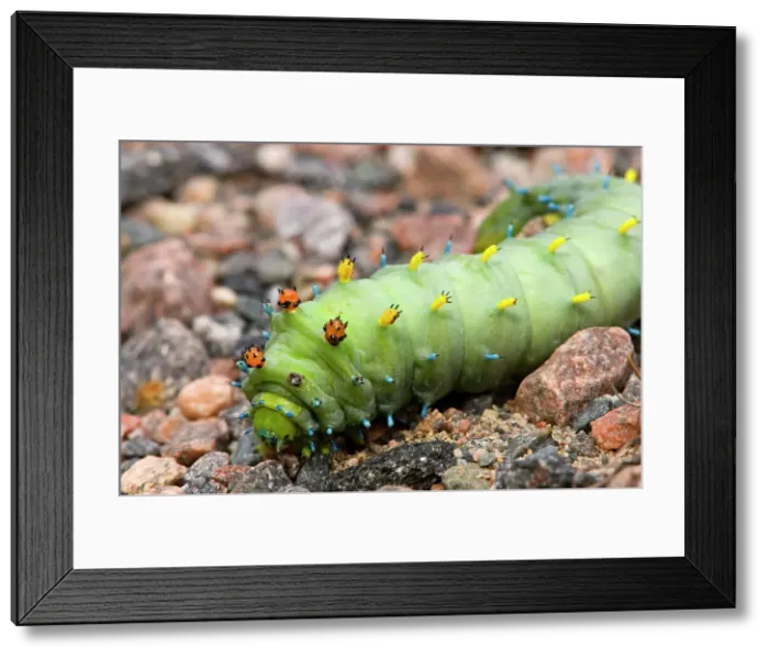 Framed Print : Cecropia moth, Hyalophora cecropia. Migrating caterpillar un roadside gravel, Killarney, Ontario, Canada Framed Print : Cecropia moth, Hyalophora cecropia. Migrating caterpillar un roadside gravel, Killarney, Ontario, Canada